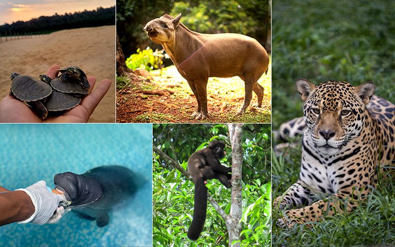 bichos.jpg Animais com genona mapeado