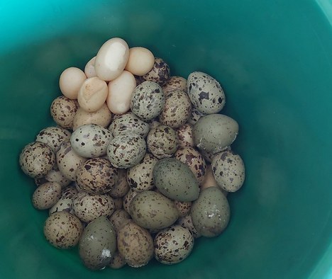 Foto: Afonso José/ICMBio