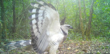Foto: Projeto Onças do Iguaçu