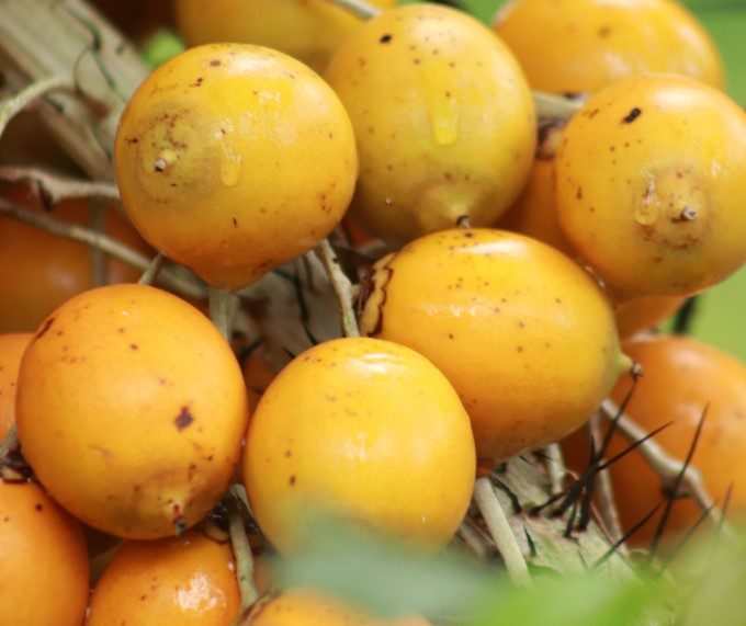 tucuma.jpg tucuma.jpg